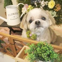 【本店】2018年3月12日のワンちゃん達♪