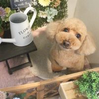 【本店】2018年3月14日のワンちゃん達♪