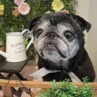 【本店】2018年3月15日のワンちゃん達♪