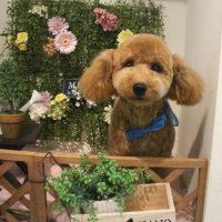 【本店】2018年3月16日のワンちゃん達♪