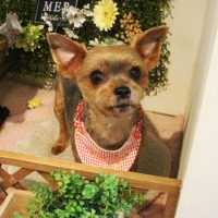 【本店】2018年3月17日のワンちゃん達♪