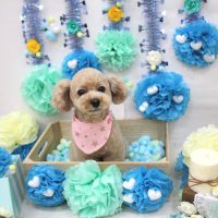 【池下店】2018年3月2日のワンちゃん達♪