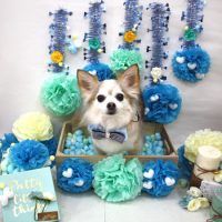 【池下店】2018年3月3日のワンちゃん達♪