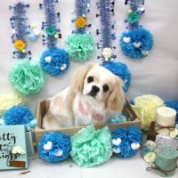 【池下店】2018年3月4日のワンちゃん達♪