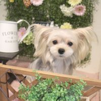 【本店】2018年3月18日のワンちゃん達♪