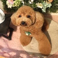 【本店】2018年3月19日のワンちゃん達♪