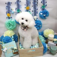 【池下店】2018年3月5日のワンちゃん達♪