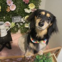 【本店】2018年3月21日のワンちゃん達♪