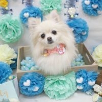 【池下店】2018年3月8日のワンちゃん達♪