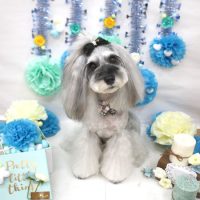 【池下店】2018年3月9日のワンちゃん達♪