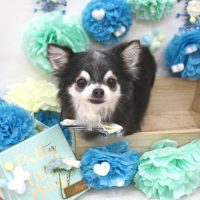 【池下店】2018年3月11日のワンちゃん達♪