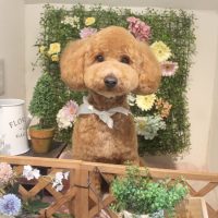 【本店】2018年3月22日のワンちゃん達♪