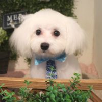 【本店】2018年3月23日のワンちゃん達♪