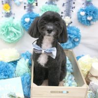 【池下店】2018年3月30日のワンちゃん達♪