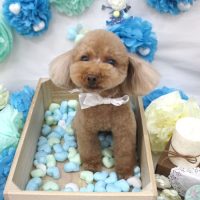 【池下店】2018年3月31日のワンちゃん達♪