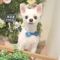 【本店】2018年3月24日のワンちゃん達♪
