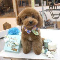 【池下店】2018年3月12日のワンちゃん達♪