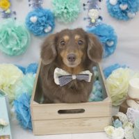 【池下店】2018年3月14日のワンちゃん達♪