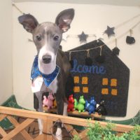 【本店】2018年3月25日のワンちゃん達♪