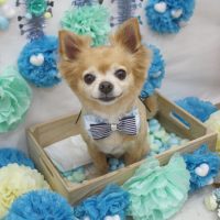 【池下店】2018年3月15日のワンちゃん達♪