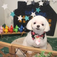 【本店】2018年3月26日のワンちゃん達♪