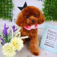 【山手店】2018年3月1日のワンちゃん達♪