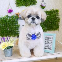 【山手店】2018年3月2日のワンちゃん達♪