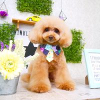 【山手店】2018年3月3日のワンちゃん達♪