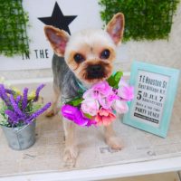 【山手店】2018年3月4日のワンちゃん達♪