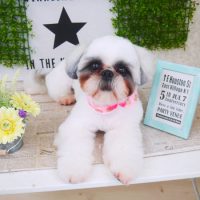 【山手店】2018年3月9日のワンちゃん達♪