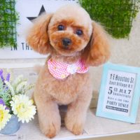 【山手店】2018年3月14日のワンちゃん達♪