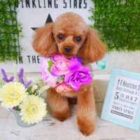 【山手店】2018年3月15日のワンちゃん達♪