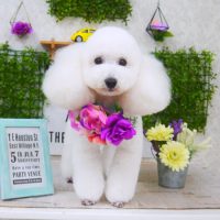 【山手店】2018年3月16日のワンちゃん達♪