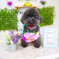 【山手店】2018年3月18日のワンちゃん達♪