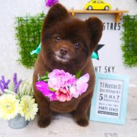 【山手店】2018年3月19日のワンちゃん達♪