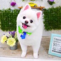 【山手店】2018年3月22日のワンちゃん達♪