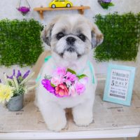 【山手店】2018年3月23日のワンちゃん達♪