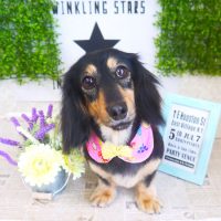 【山手店】2018年3月24日のワンちゃん達♪