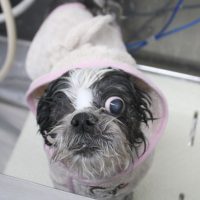 【池下店】2018年4月30日のワンちゃん達♪