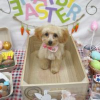 【池下店】2018年4月5日のワンちゃん達♪