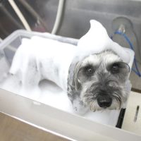 【池下店】2018年4月6日のワンちゃん達♪