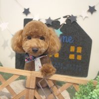 【本店】2018年4月8日のワンちゃん達♪