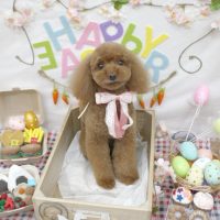 【池下店】2018年4月7日のワンちゃん達♪