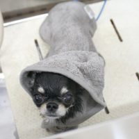 【池下店】2018年4月8日のワンちゃん達♪