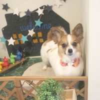 【本店】2018年4月1日のワンちゃん達♪