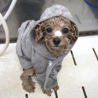 【池下店】2018年4月9日のワンちゃん達♪