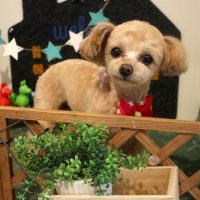 【本店】2018年4月9日のワンちゃん達♪