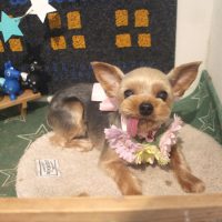 【本店】2018年4月11日のワンちゃん達♪