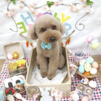 【池下店】2018年4月11日のワンちゃん達♪