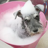 【池下店】2018年4月12日のワンちゃん達♪